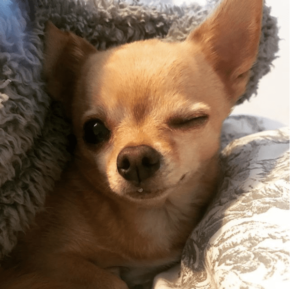 @NANDO.THE.CHIHUAHUA